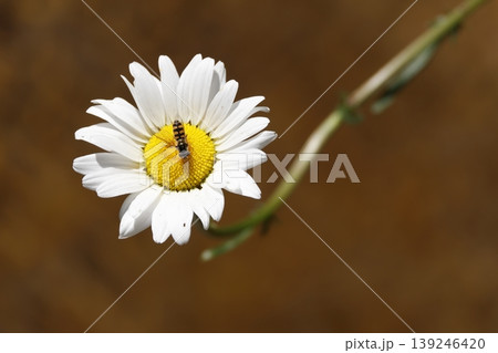 Hoverfly on a flower. Hoverfly on a flower. 139246420