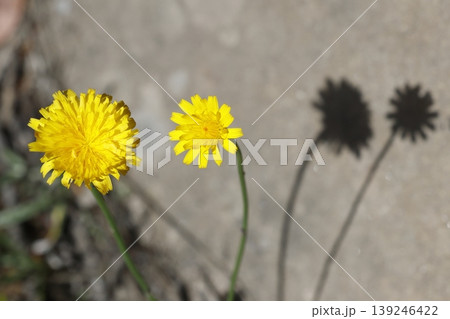 Flowers of flatweed. Flowers of flatweed. 139246422