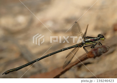Male common flatwing. Male common flatwing. 139246423