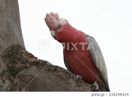Galah Eolophus roseicapilla albiceps. Galah Eolophus roseicapilla albiceps. 139246424