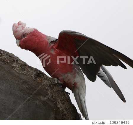 Female galah climbing up. 139246433