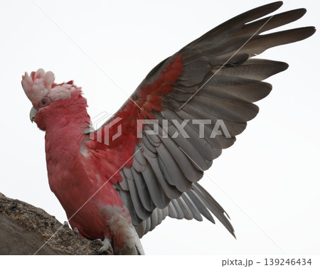 Galah stretching its wings. Galah stretching its wings. 139246434