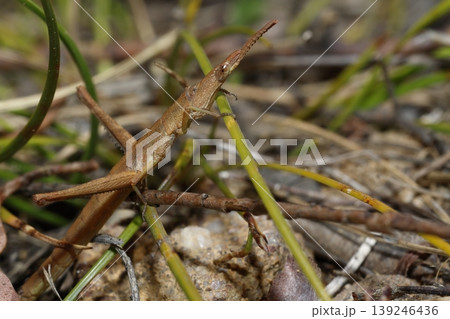 Detail of a matchstick grasshopper. Detail of a matchstick grasshopper. 139246436