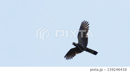 Yellow-tailed black cockatoo. Yellow-tailed black cockatoo. 139246438