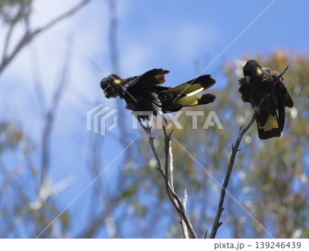Yellow-tailed black cockatoos. Yellow-tailed black cockatoos. 139246439