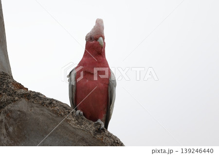 Galah Eolophus roseicapilla albiceps. Galah Eolophus roseicapilla albiceps. 139246440
