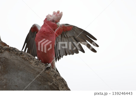 Galah stretching its wings. Galah stretching its wings. 139246443
