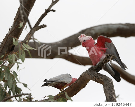 Pair of galah. Pair of galah. 139246447