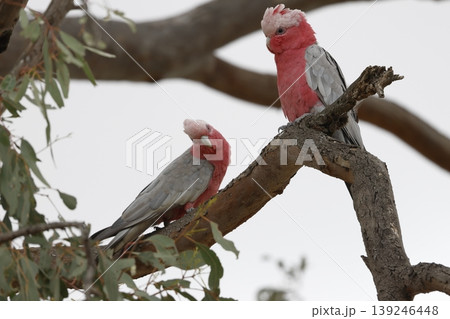 Pair of galah. Pair of galah. 139246448