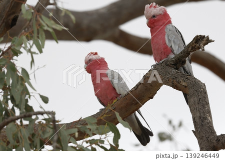 Pair of galah. Pair of galah. 139246449