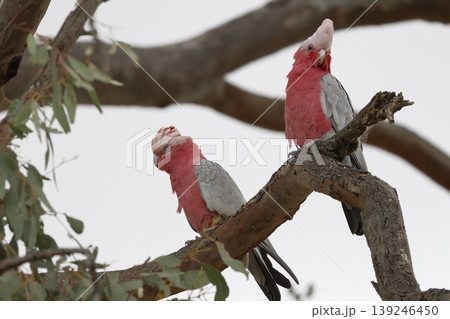 Pair of galah. Pair of galah. 139246450