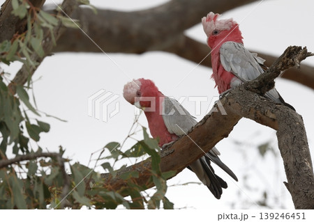 Pair of galah. Pair of galah. 139246451