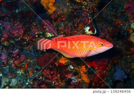 伊豆大島で撮影したアカササノハベラ 伊豆大島で撮影したアカササノハベラ 139246456