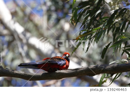 Crimson rosella Platycercus elegans elegans. Crimson rosella Platycercus elegans elegans. 139246463