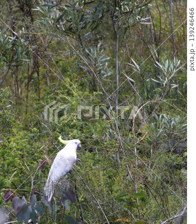 Greater sulphur-crested cockatoo. Greater sulphur-crested cockatoo. 139246466