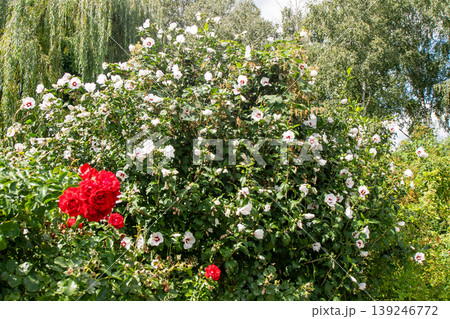 White flowers bud of Hibiscus syriacus Red Heart bush in summer garden White flowers bud of Hibiscus syriacus Red Heart bush in summer garden 139246772