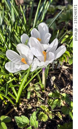 Fresh white crocus flowers, first spring bloom, close-up Fresh white crocus flowers, first spring bloom, close-up 139246971