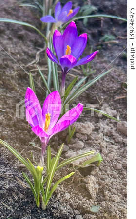 Colorful yellow and purple crocus flowers, spring bloom, close-up Colorful yellow and purple crocus flowers, spring bloom, close-up 139246975