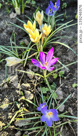 Colorful yellow and purple crocus flowers, spring bloom, close-up 139246976