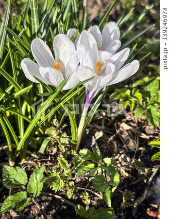 Fresh white crocus flowers, first spring bloom, close-up Fresh white crocus flowers, first spring bloom, close-up 139246978