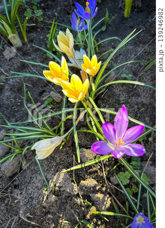 Colorful yellow and purple crocus flowers, spring bloom, close-up Colorful yellow and purple crocus flowers, spring bloom, close-up 139246982