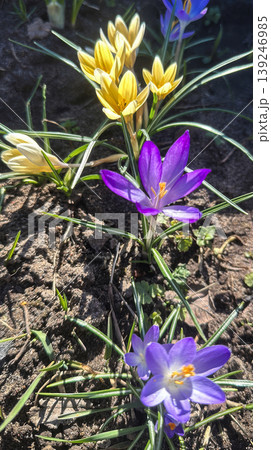 Colorful yellow and purple crocus flowers, spring bloom, close-up Colorful yellow and purple crocus flowers, spring bloom, close-up 139246985