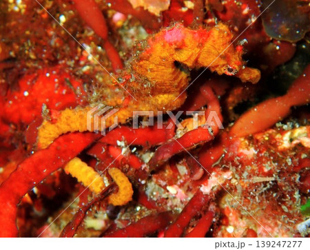 伊豆大島の海に生息するハナタツ 伊豆大島の海に生息するハナタツ 139247277