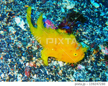 伊豆大島で撮影した黄色いカエルアンコウ 伊豆大島で撮影した黄色いカエルアンコウ 139247280