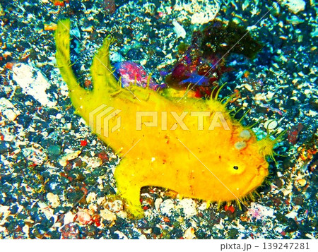 伊豆大島の海に生息する黄色いカエルアンコウ 139247281