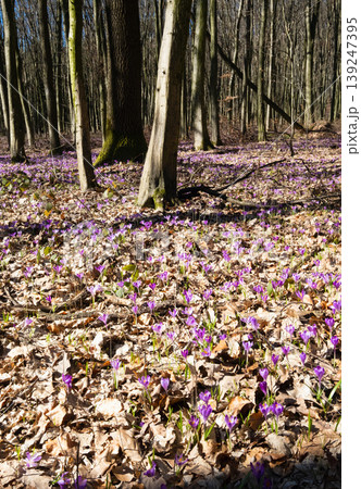 Violet Crocus heuffelianus (Crocus vernus) flowers in spring forest. Violet Crocus heuffelianus (Crocus vernus) flowers in spring forest. 139247395