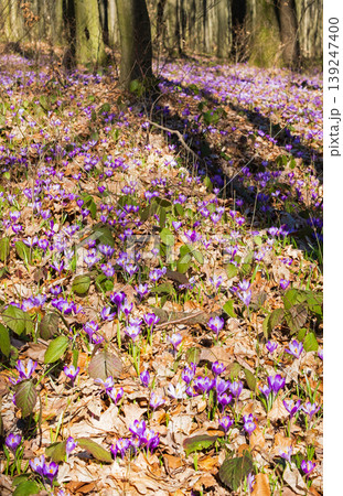 Violet Crocus heuffelianus (Crocus vernus) flowers in spring forest. Violet Crocus heuffelianus (Crocus vernus) flowers in spring forest. 139247400