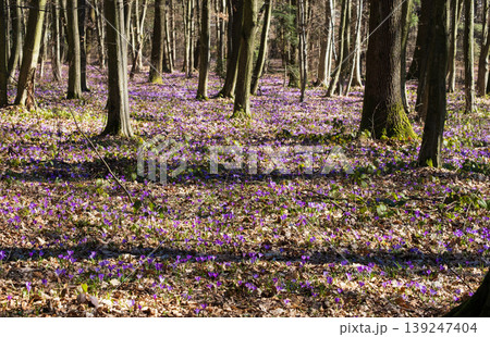 Violet Crocus heuffelianus (Crocus vernus) flowers in spring forest. 139247404