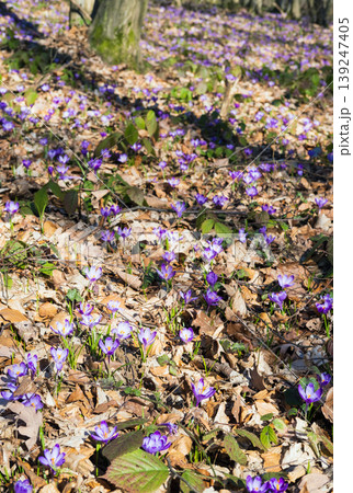 Violet Crocus heuffelianus (Crocus vernus) flowers in spring forest. Violet Crocus heuffelianus (Crocus vernus) flowers in spring forest. 139247405