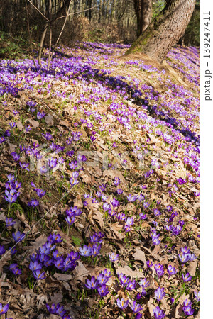 Violet Crocus heuffelianus (Crocus vernus) flowers in spring forest. 139247411