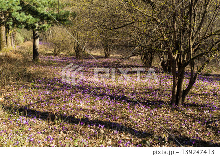 Violet Crocus heuffelianus (Crocus vernus) flowers in spring forest. Violet Crocus heuffelianus (Crocus vernus) flowers in spring forest. 139247413