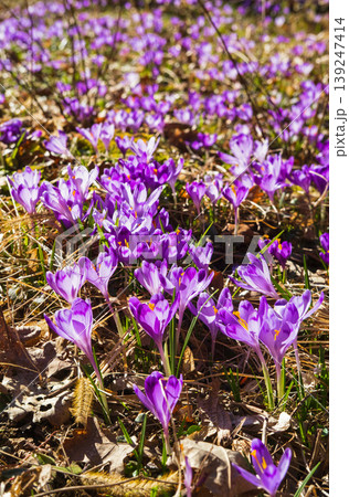 Violet Crocus heuffelianus (Crocus vernus) flowers in spring forest. Violet Crocus heuffelianus (Crocus vernus) flowers in spring forest. 139247414