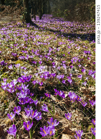 Violet Crocus heuffelianus (Crocus vernus) flowers in spring forest. Violet Crocus heuffelianus (Crocus vernus) flowers in spring forest. 139247415