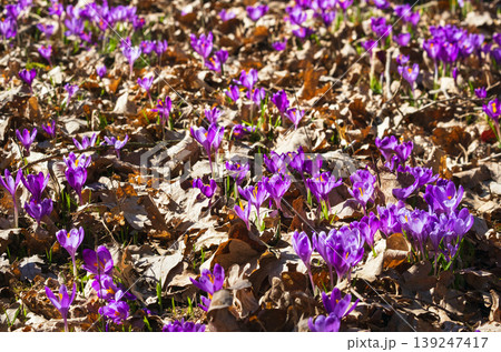 Violet Crocus heuffelianus (Crocus vernus) flowers in spring forest. Violet Crocus heuffelianus (Crocus vernus) flowers in spring forest. 139247417