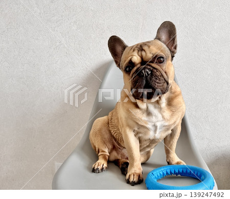 A fawn-colored French bulldog dog in a close-up home environment A fawn-colored French bulldog dog in a close-up home environment 139247492