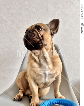 A fawn-colored French bulldog dog in a close-up home environment 139247493