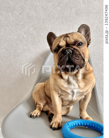 A fawn-colored French bulldog dog in a close-up home environment 139247496