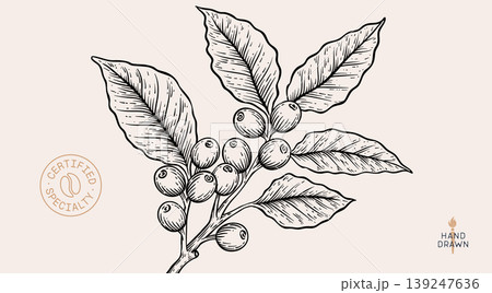 Vintage coffee branch bean plant sketch Vintage coffee branch bean plant sketch 139247636