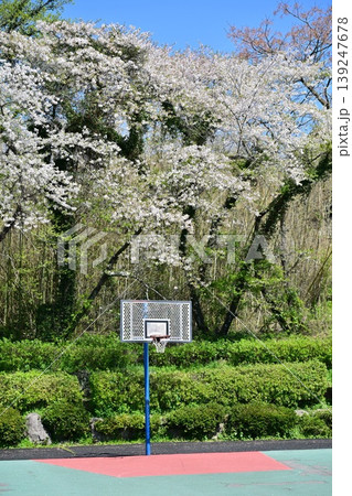岳ノ木場公園(長崎県大村市)桜の名所 ツツジの名所 岳ノ木場公園(長崎県大村市)桜の名所 ツツジの名所 139247678