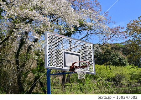 岳ノ木場公園(長崎県大村市)桜の名所 ツツジの名所 岳ノ木場公園(長崎県大村市)桜の名所 ツツジの名所 139247682