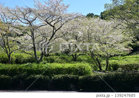 岳ノ木場公園（長崎県大村市）桜の名所　ツツジの名所 139247685