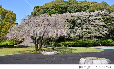 岳ノ木場公園(長崎県大村市)桜の名所 ツツジの名所 岳ノ木場公園(長崎県大村市)桜の名所 ツツジの名所 139247693