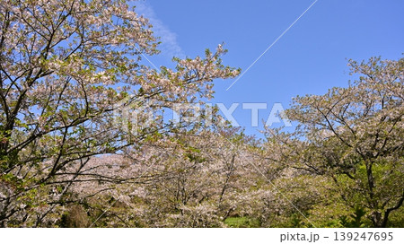岳ノ木場公園（長崎県大村市）桜の名所　ツツジの名所 139247695