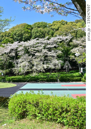 岳ノ木場公園（長崎県大村市）桜の名所　ツツジの名所 139247697