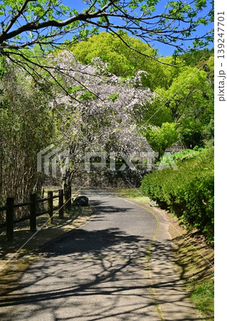 岳ノ木場公園（長崎県大村市）桜の名所　ツツジの名所 139247701