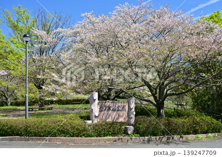岳ノ木場公園(長崎県大村市)桜の名所 ツツジの名所 岳ノ木場公園(長崎県大村市)桜の名所 ツツジの名所 139247709
